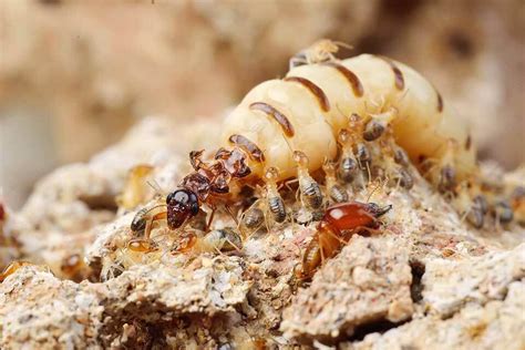 為什麼螞蟻會突然出現 2017年屬什麼